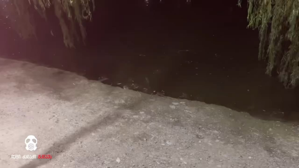 Rats in Tbilisi