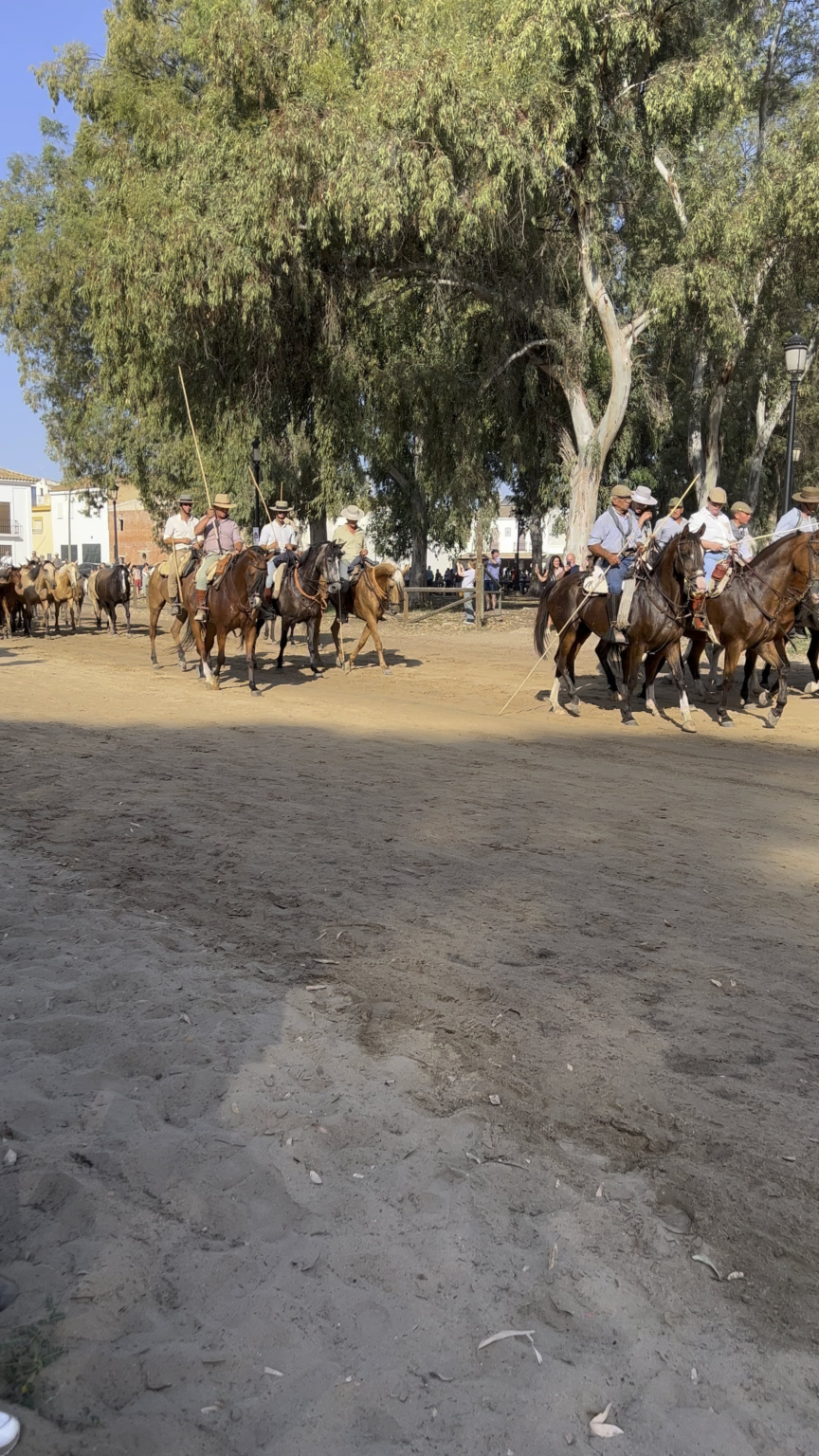 Traditional mare drive in El Rocío!