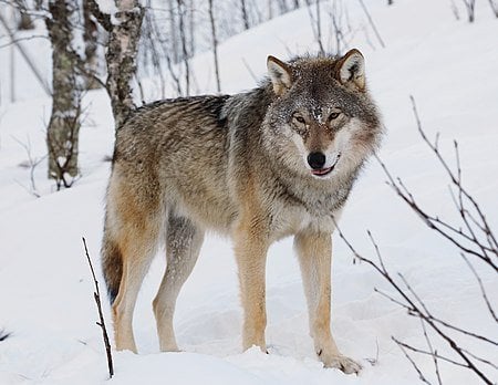 Should wolves be reintroduced to the UK?