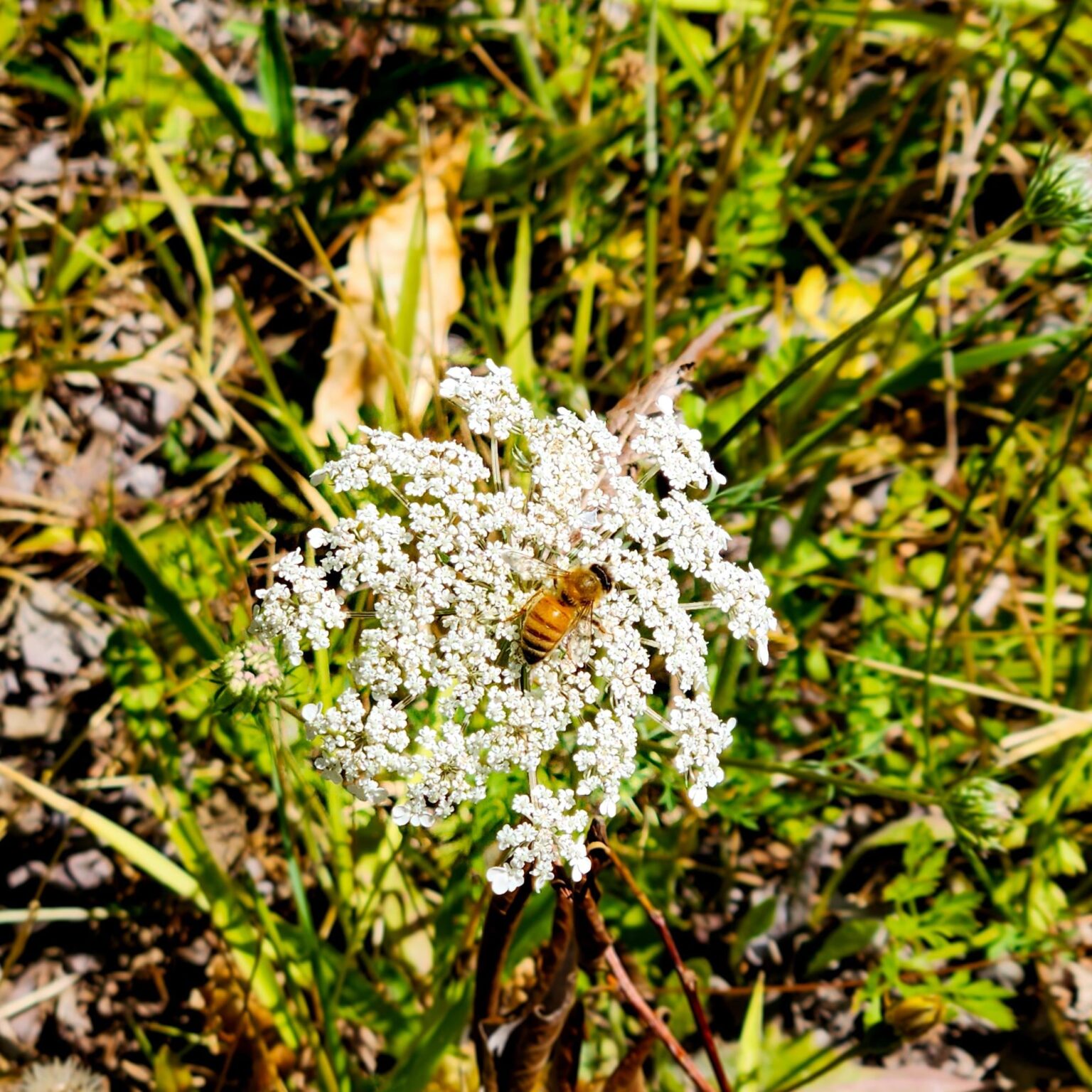 If you need me, I'll be with the bees 🐝