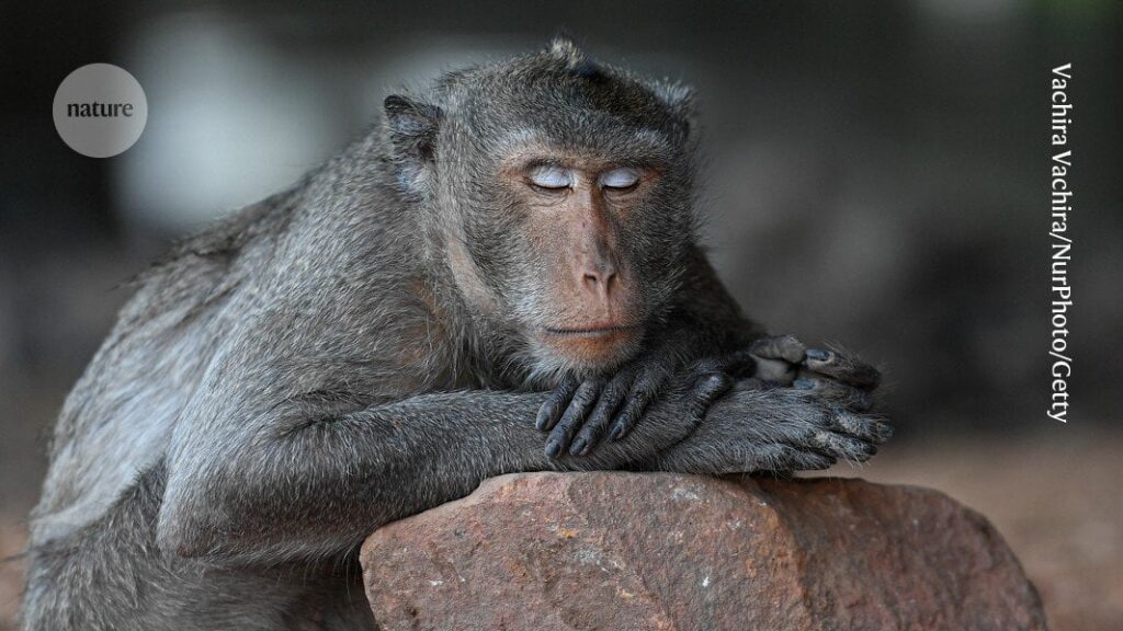 The brain aged more slowly in monkeys given a cheap diabetes drug. Daily dose of the common medication metformin preserved cognition and delayed decline of some tissues.