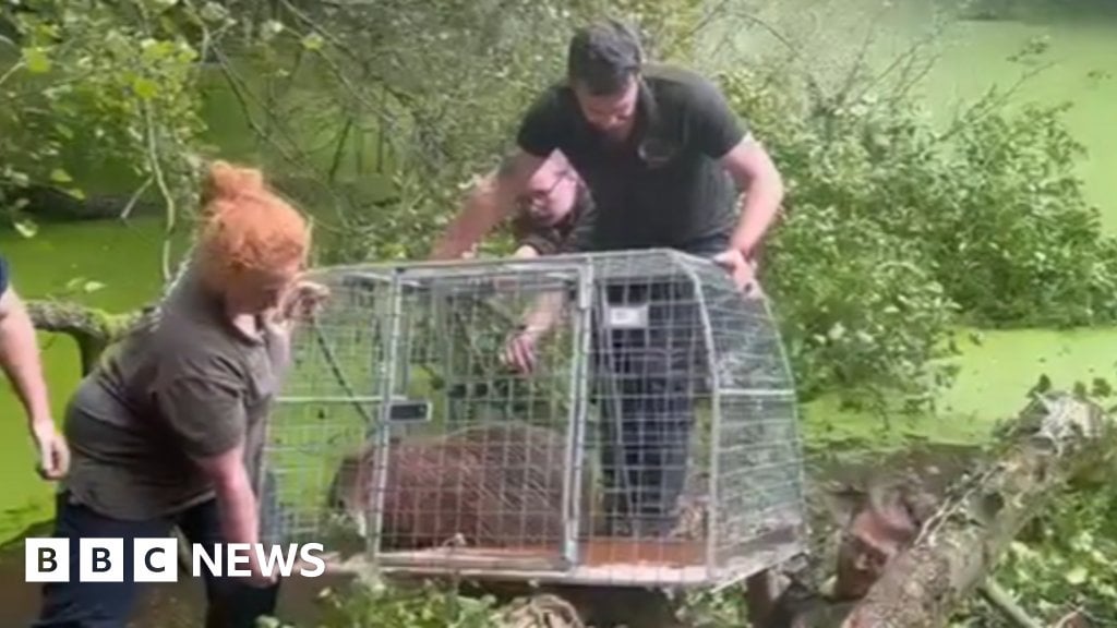 Cinnamon the missing capybara captured in pond in Telford