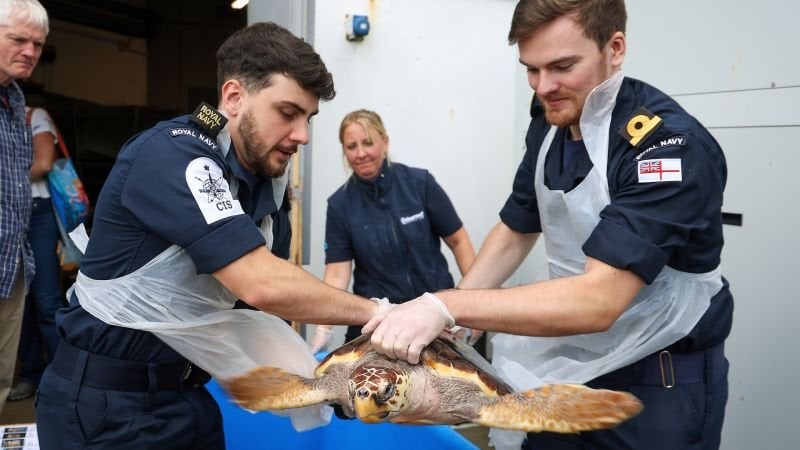 Royal Navy sailors help return rare turtles from UK to original habitat