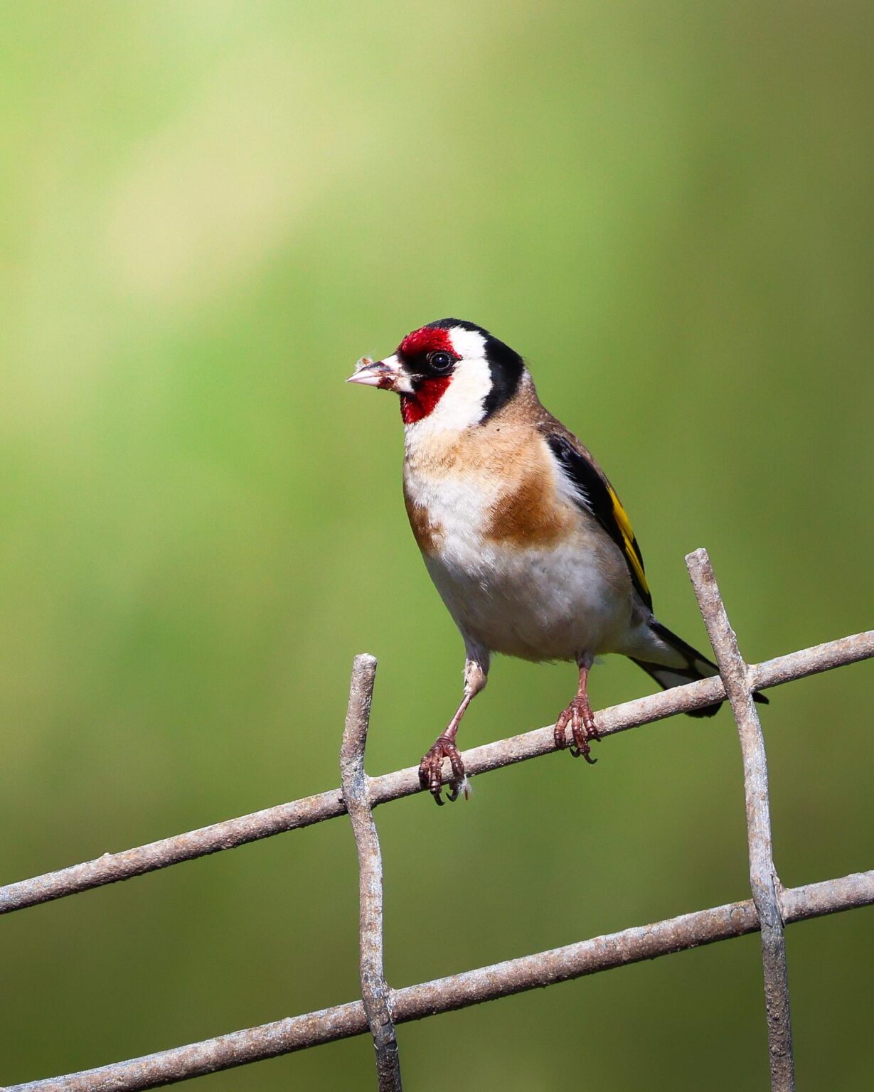 Carduelis (Carduelis carduelis) in Cantabria