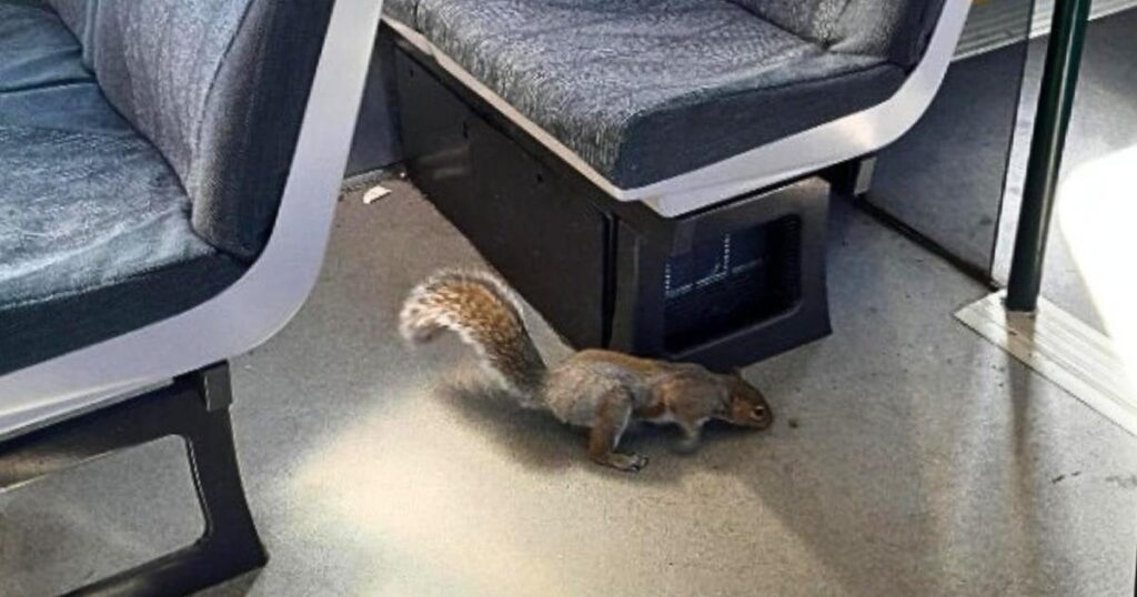 Squirrels without tickets attack passengers on Gatwick train