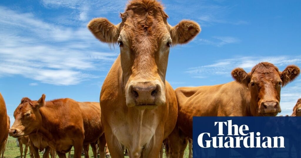 The hell and horror of cow attacks: ‘I told my husband to leave me to die’