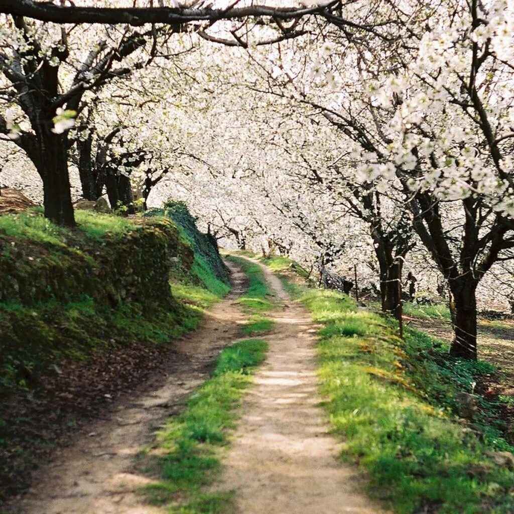 Take a walk through the Jerte Valley…