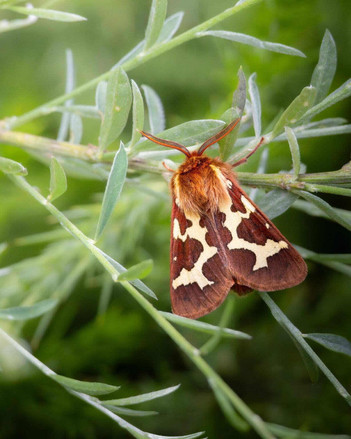 Arctia dejani moth in Piornedo, Lugo.