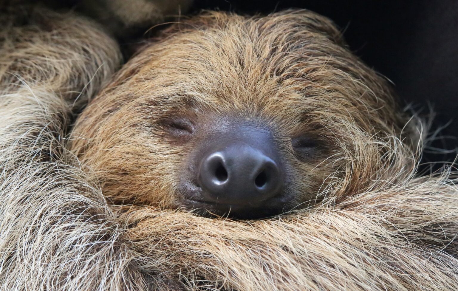 Sloths on brink of extinction by the end of the century due to climate change | Researchers found that sloths are responding to rising temperatures by having a slower metabolism and limited ability to regulate body temperature may leave them unable to survive.