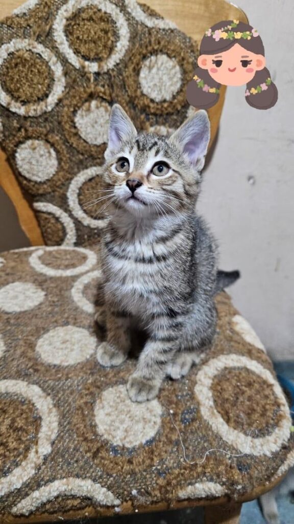 Kitten for adoption / kittens are given ❤️