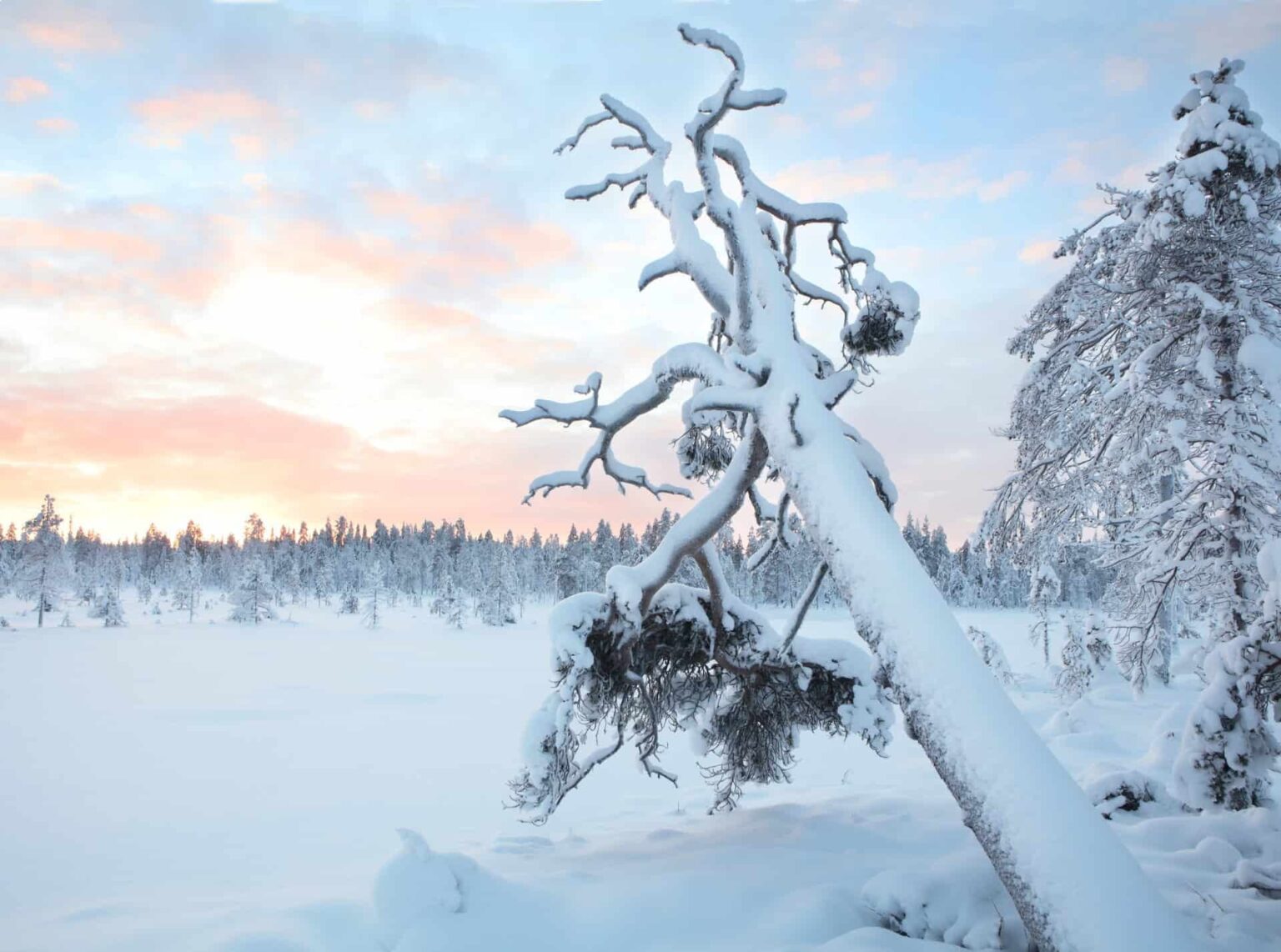TIL this organization so far has bought 53 square km of old forests in Finland to preserve