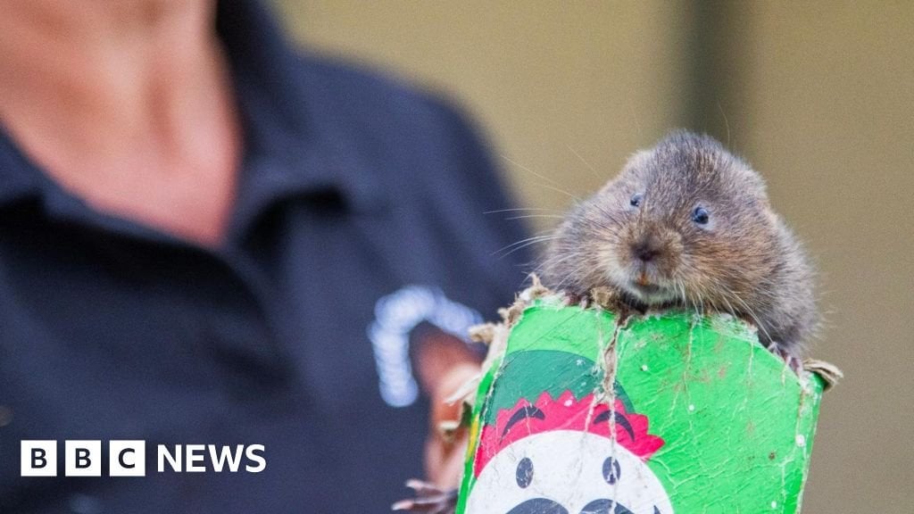Pringles tubes help water voles get released in Northamptonshire wild