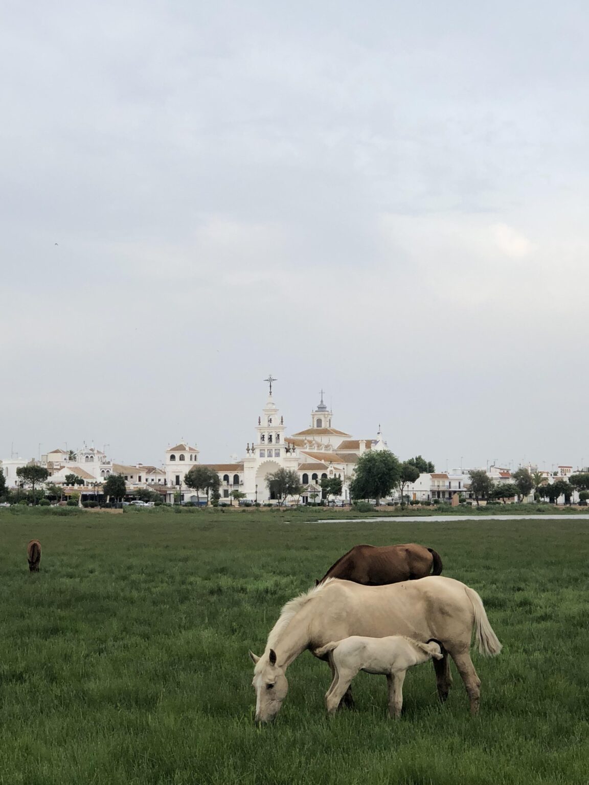 Marshes with the Ermita del Rocío in the background!