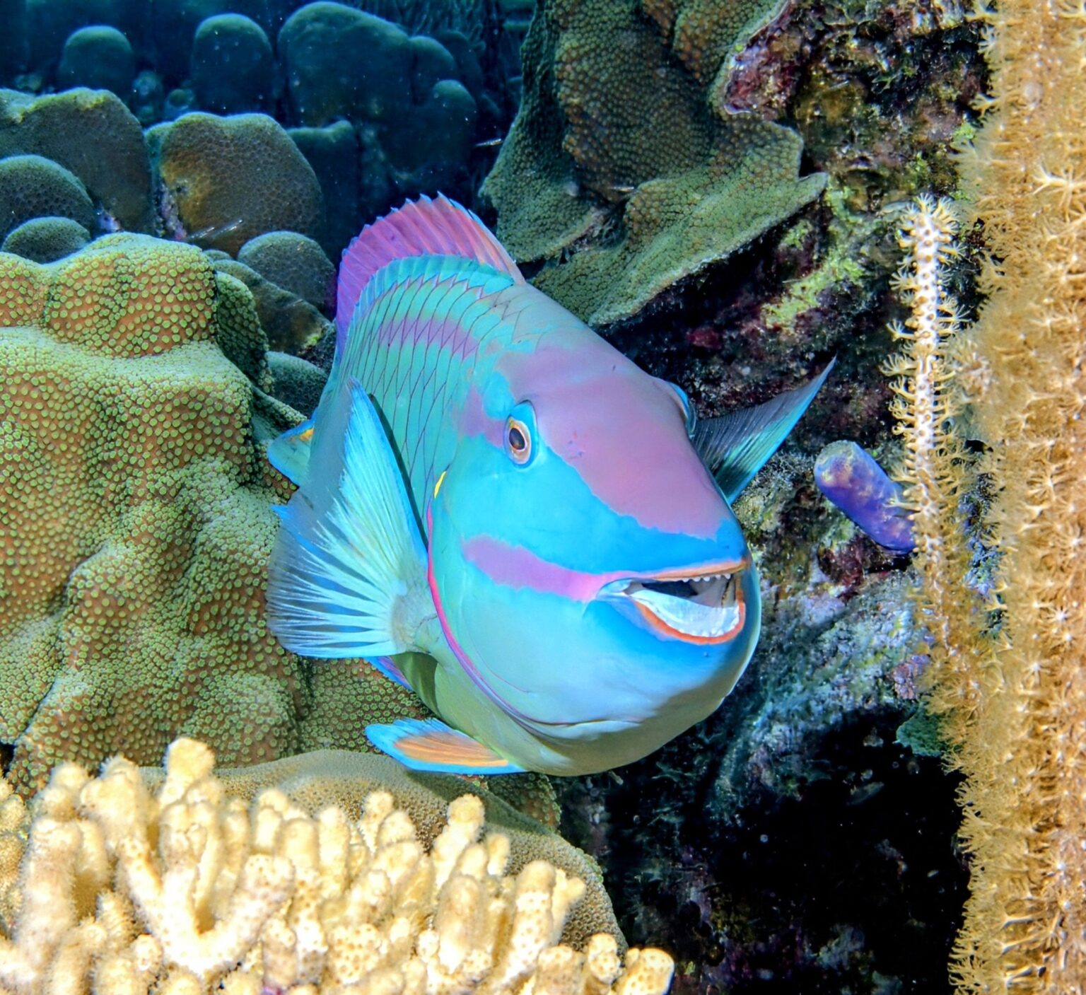 Parrotfish are more aggressive with strangers than neighbors