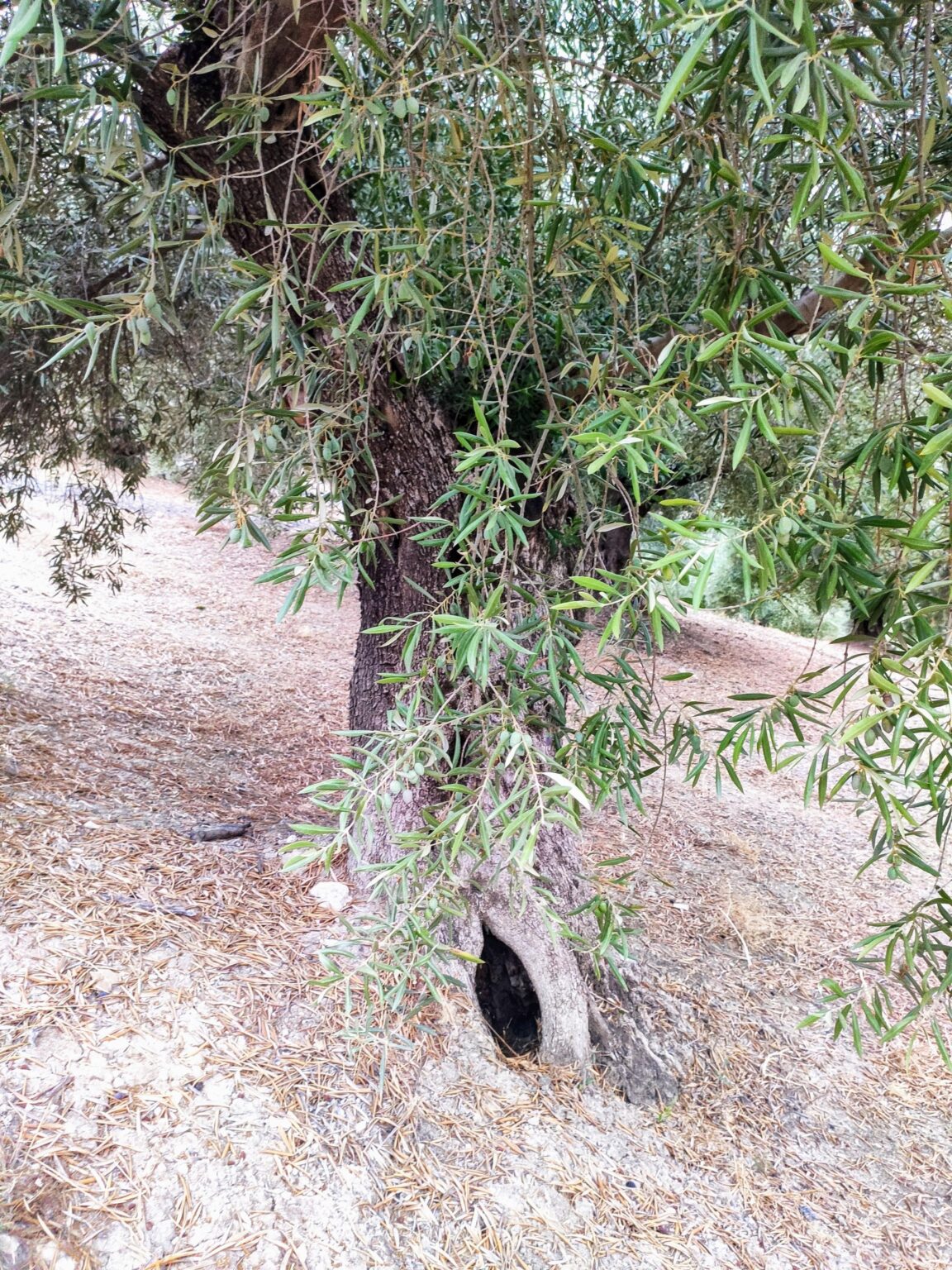 Walking around, I got the impression that the base of the trunk of this tree resembles the eye of a cute kitten. I don't know if I'm being too fantastical.