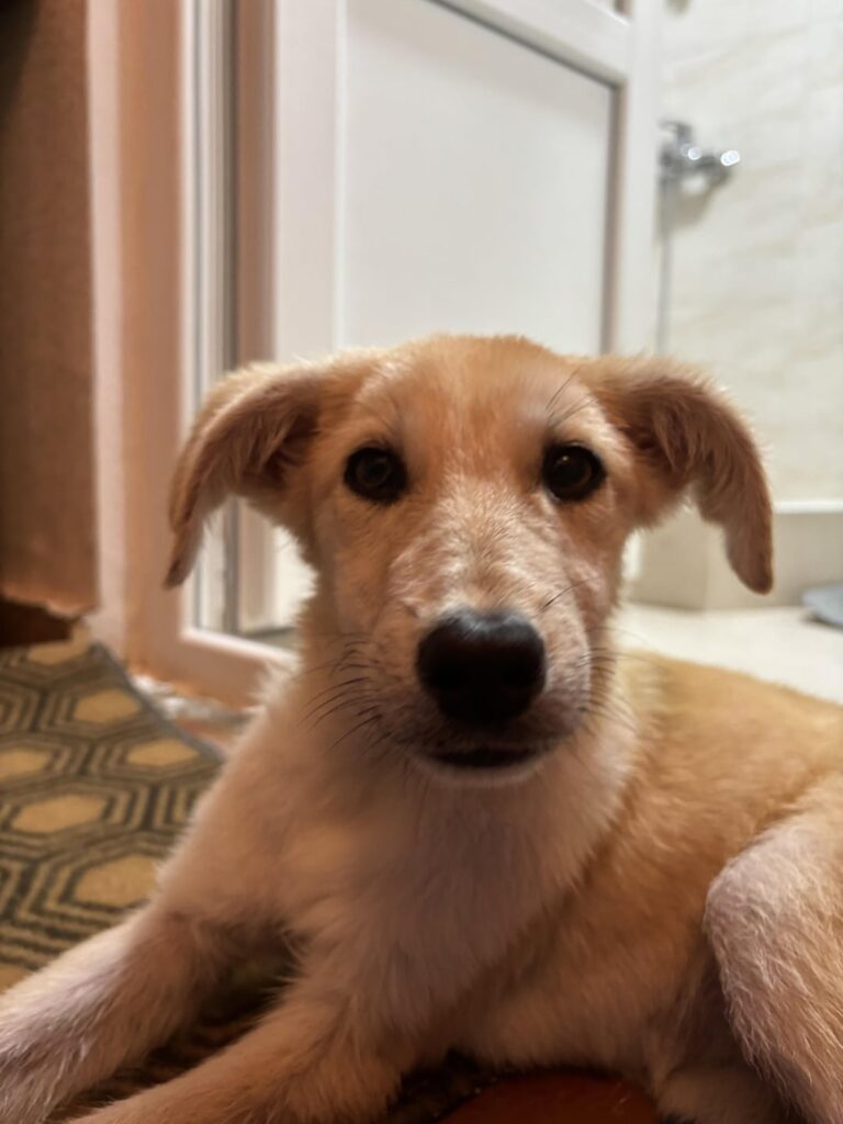 New home for cute puppy