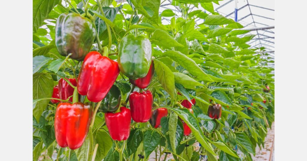 Macedonian peppers withdrawn from Croatian market due to contamination Is there a difference between roof vegetables and garden vegetables?