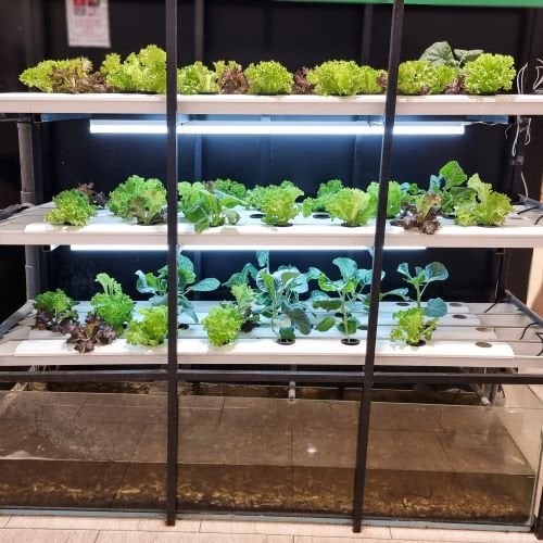 Energy-thirsty indoor vertical gardens ripe for improvement - Indoor vertical gardens are gaining popularity among homeowners and restaurants, allowing them to grow microgreens year-round, but new research has identified a major drawback: their demands on energy.