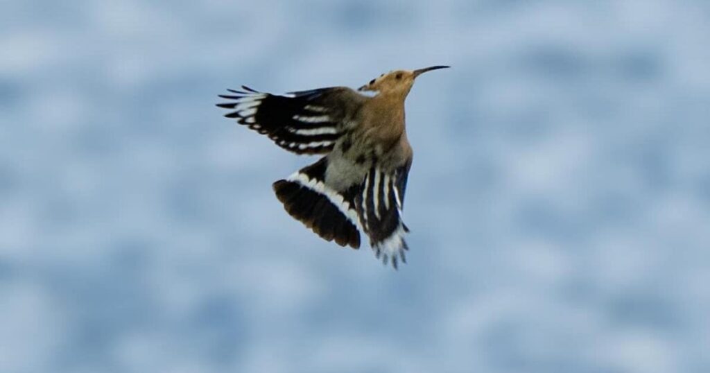 Rare hoopoe bird spotted at Foulridge Lower Reservoir
