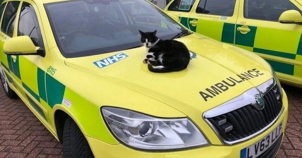 Cat faces eviction from ambulance station home after 16 years