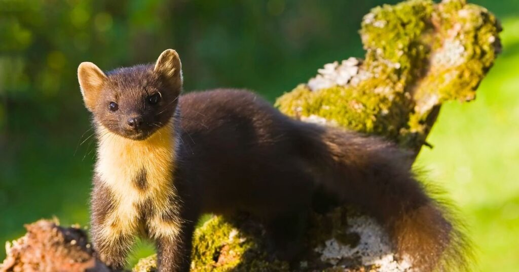 Pine martens return to South West after 100-year extinction