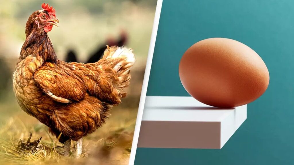 Scientists say they've finally discovered what came first the chicken or the egg