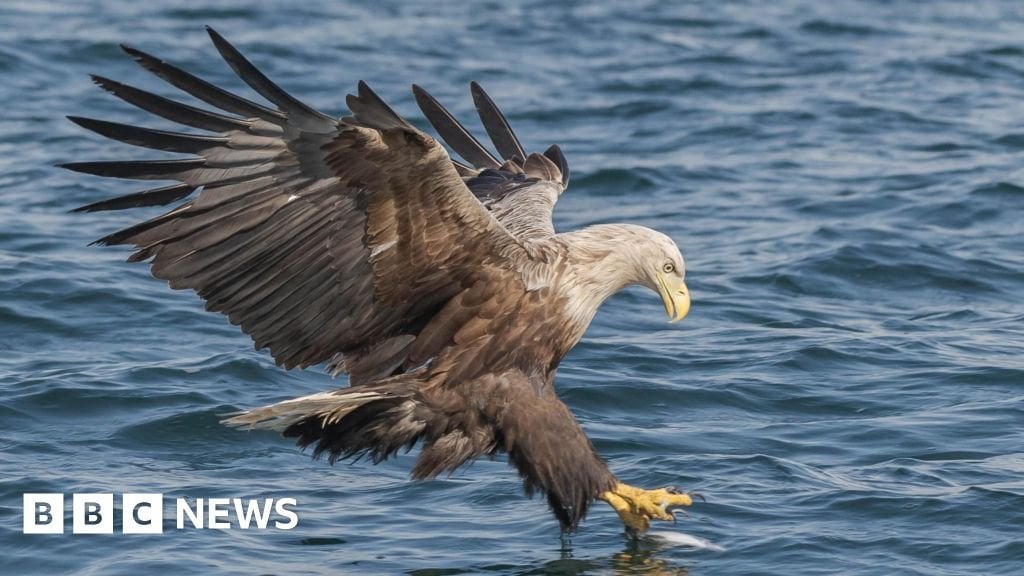 Bid to reintroduce white-tailed eagles to Cumbria