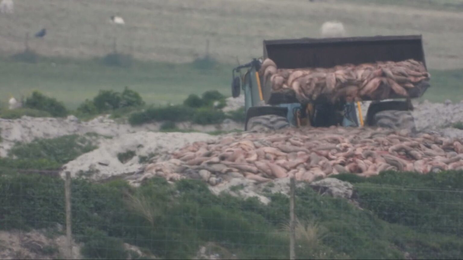 Salmon buried on Scottish beach illegally, campaign footage shows