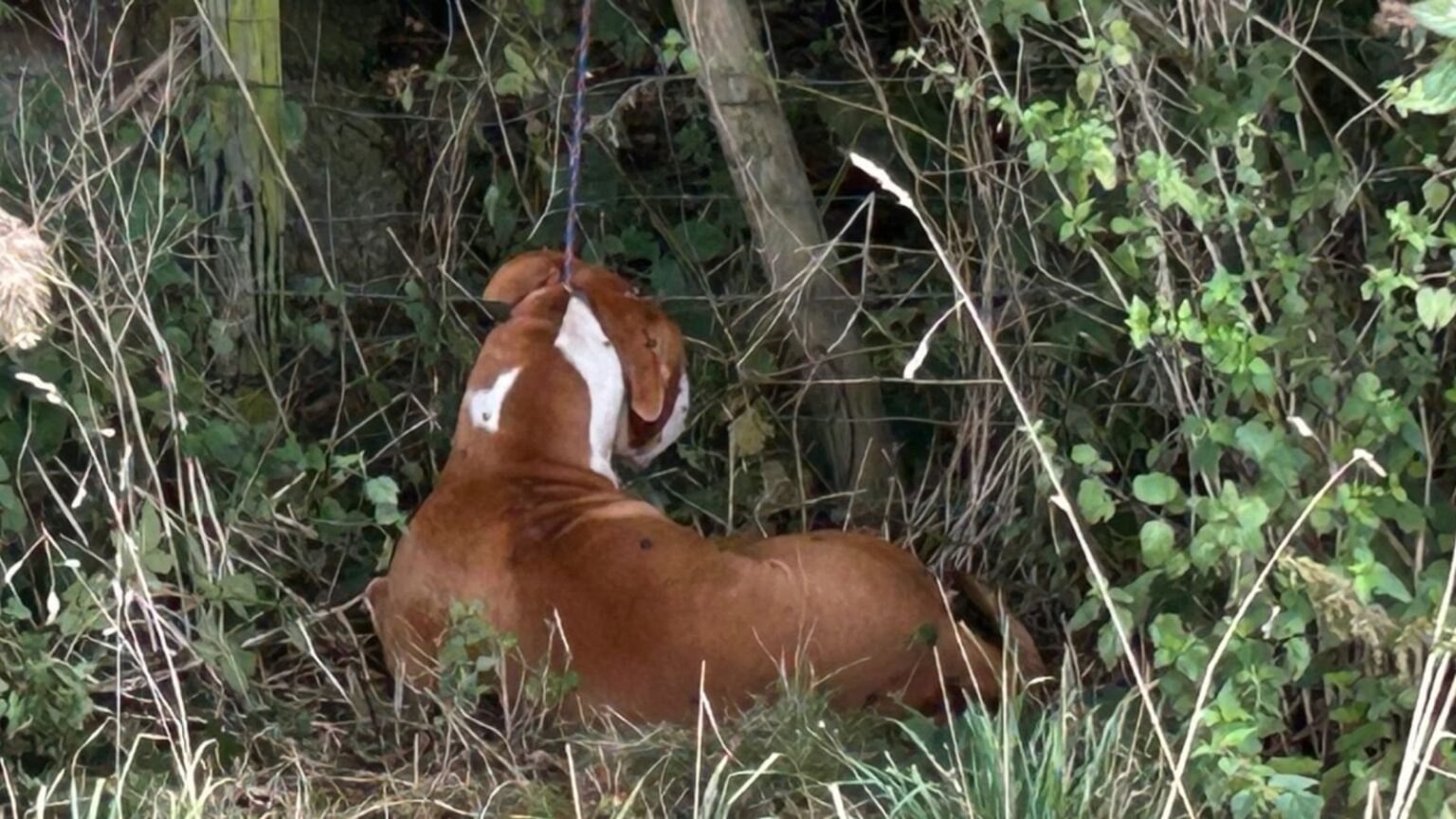 Decapitated, floating in a cage and 'left for dead': XL bully cruelty reports surge since ban