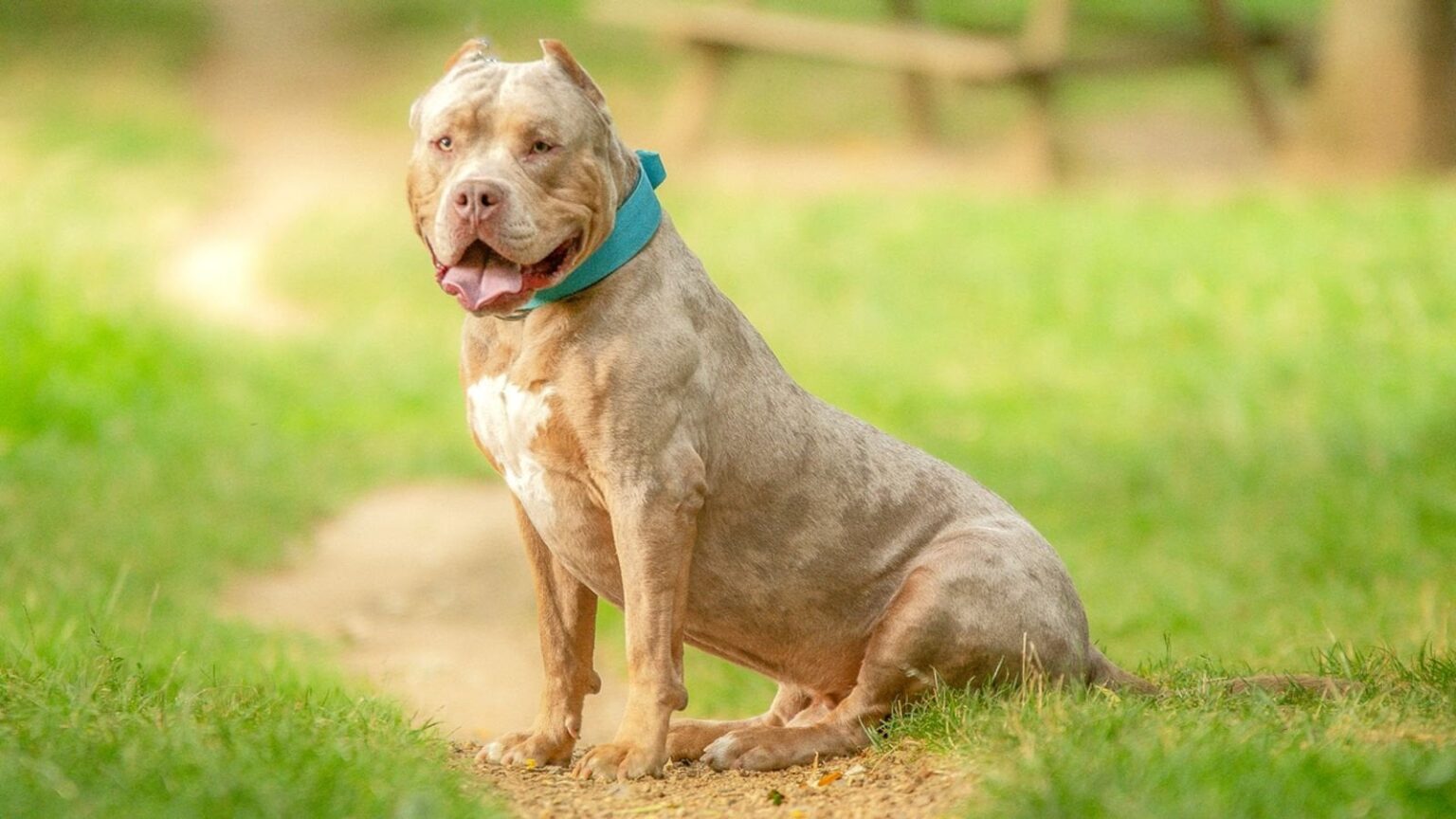 Two men arrested after XL bully dog fatally attacked in Slough