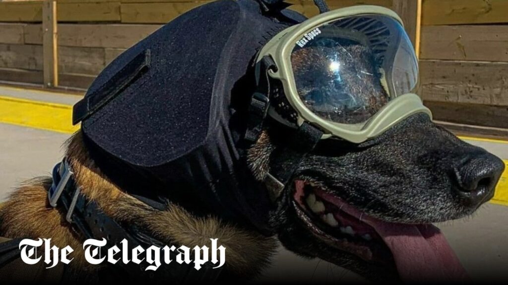 British Army dogs to get goggles and combat vests in £3m kit upgrade