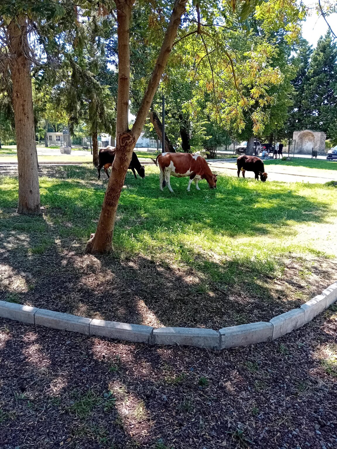 Advanced lawnmower technology in a park