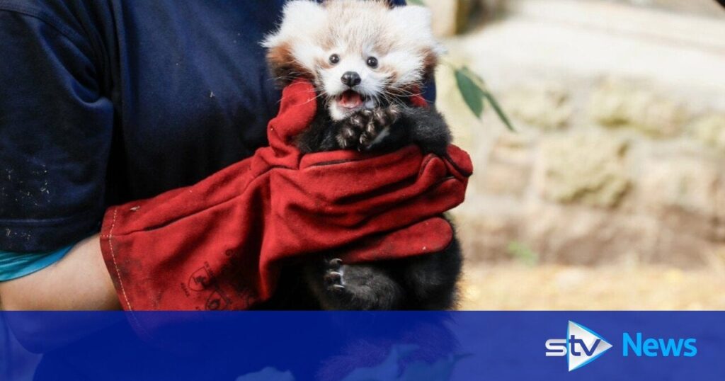 Red panda cub makes heart-melting first appearance at Edinburgh Zoo