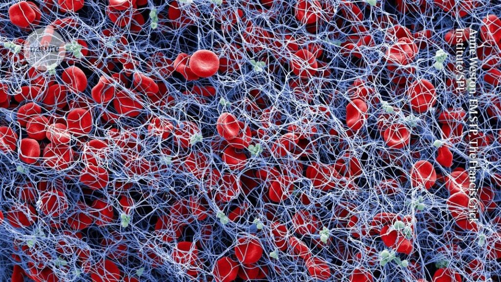 'Neural tourniquet’ controls bleeding with nerve stimulation. Applying non-invasive electrical stimulation to a major nerve that runs from the brain to the body might help to promote clotting.