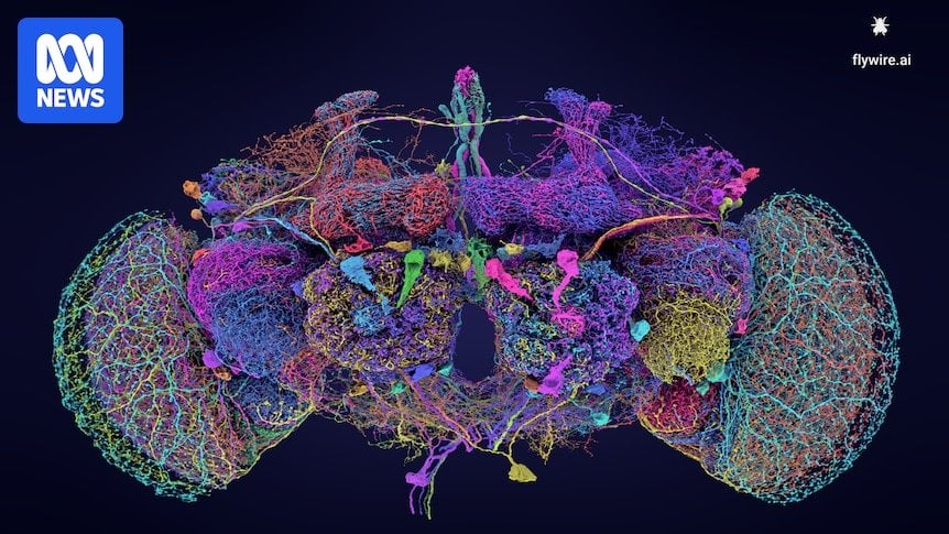 Scientists have mapped a fruit fly's brain. It's a neurobiological milestone
