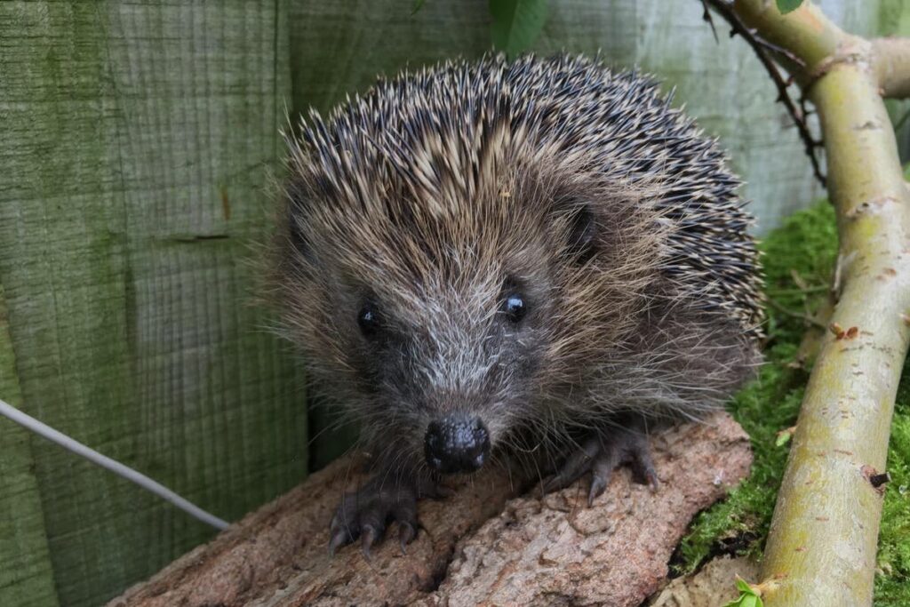 National conservation strategy launched to halt declining hedgehog numbers