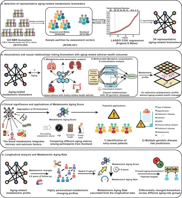 New Study Identifies Metabolite Profile from 250,000+ Blood Samples that Outperforms Chronological Age in Predicting Short-Term Mortality Risk