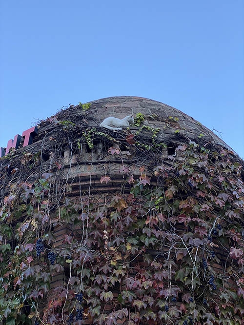 A cat relaxing on one of the sulfur bath’s towers