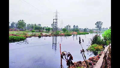 For environment: Seechewal initiates Phase II of Buddha Dariya clean-up