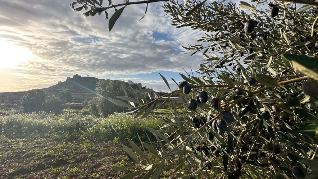 A converted cowshed and olive oil: This village in Spain revived its community using digital nomads A converted cowshed and olive oil: This village in Spain revived its community using digital nomads