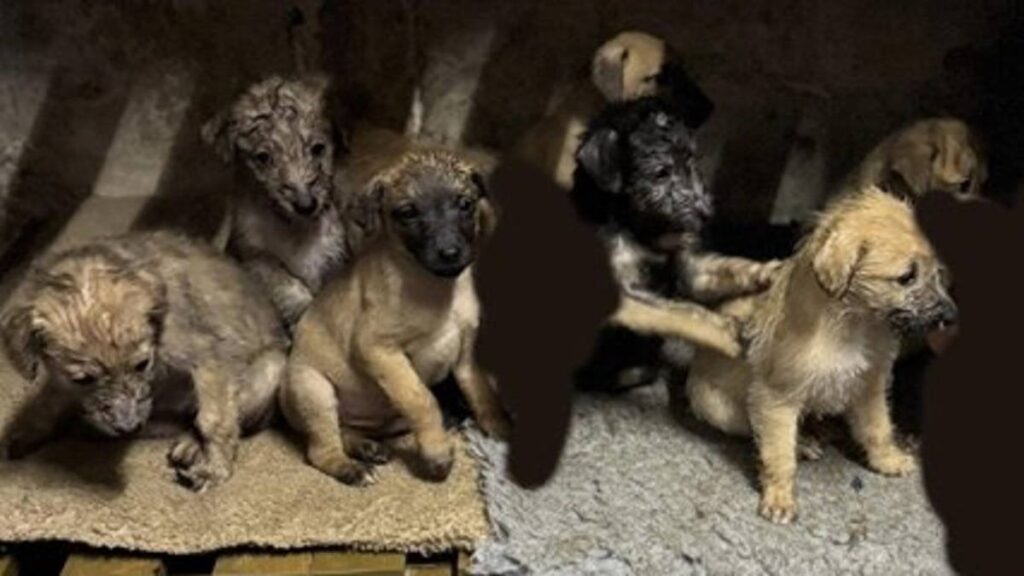 Family 'devastated' as seven puppies stolen from home days after Christmas