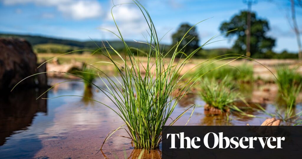 ‘It absolutely took off’: five UK biodiversity success stories | Biodiversity ‘It absolutely took off’: five UK biodiversity success stories | Biodiversity