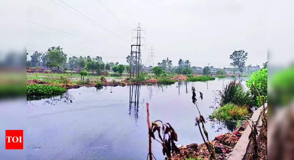 For environment: Seechewal initiates Phase II of Buddha Dariya clean-up | Ludhiana News