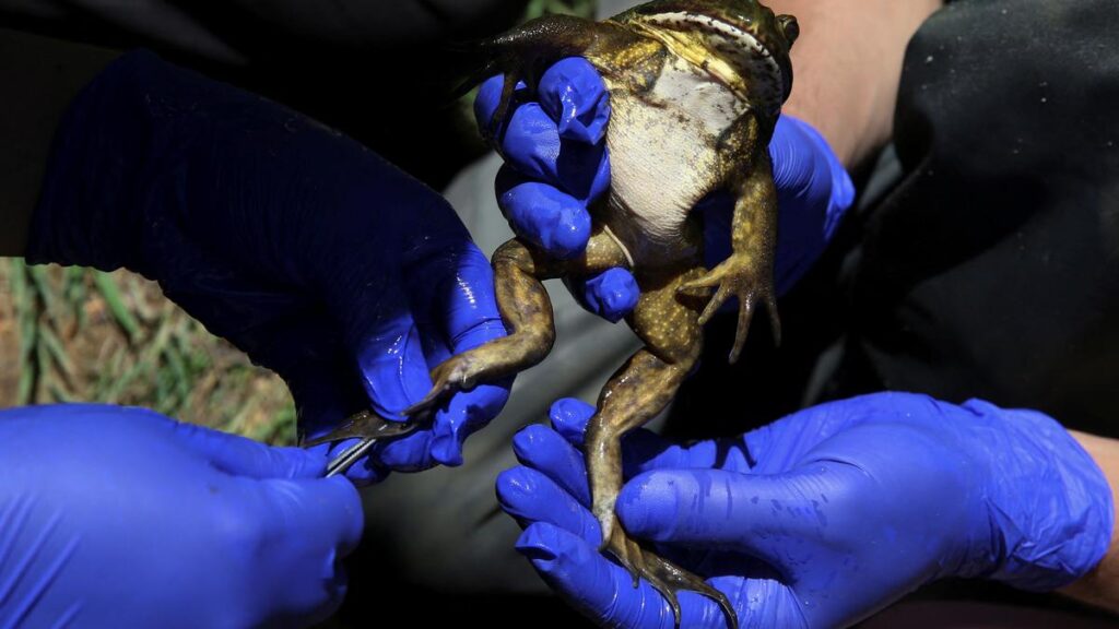 Chile’s giant ‘living fossil’ frog faces threat from climate change and humans Chile’s giant ‘living fossil’ frog faces threat from climate change and humans