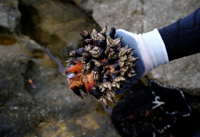 Barnacle blues: Spain’s Christmas delicacy at risk as climate change and poaching take a toll Barnacle blues: Spain’s Christmas delicacy at risk as climate change and poaching take a toll