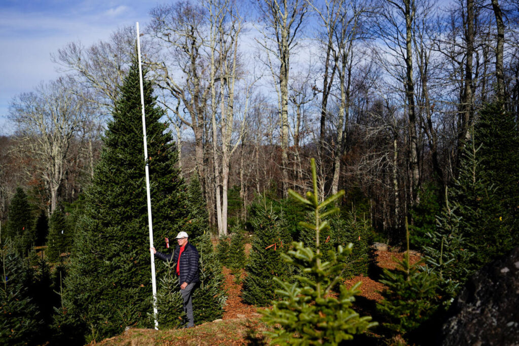 How climate change poses new risks to Christmas tree farms How climate change poses new risks to Christmas tree farms