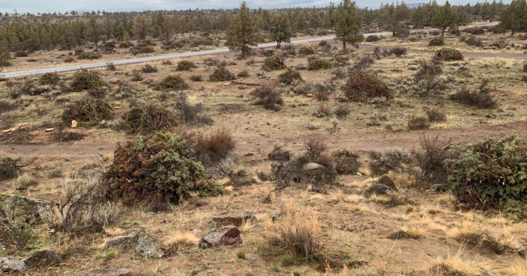 Explainer: why Central Oregon juniper trees are being axed | Environment