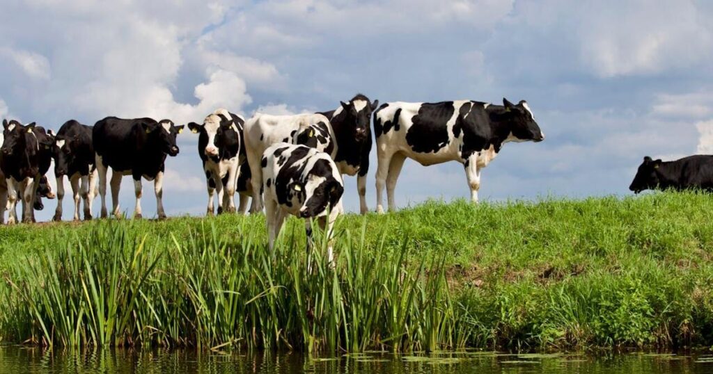 Environmental groups sue California over livestock manure policy | California