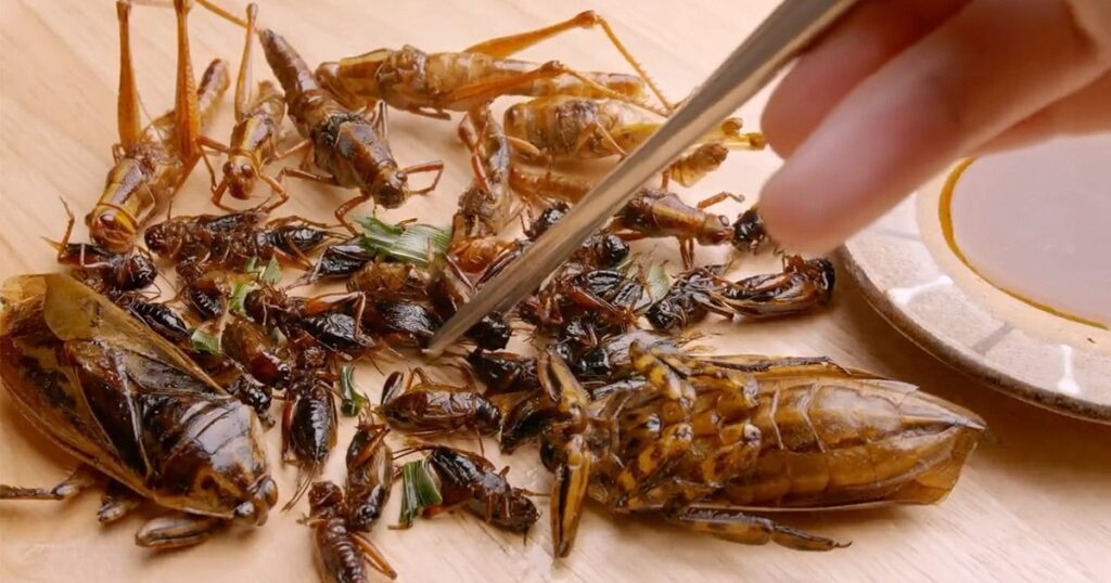 Good grub — why you should consider eating ... bugs