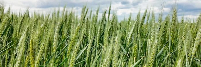 CIG Partners Develop 3D Technology to Help Farmers with Weed Suppression CIG Partners Develop 3D Technology to Help Farmers with Weed Suppression